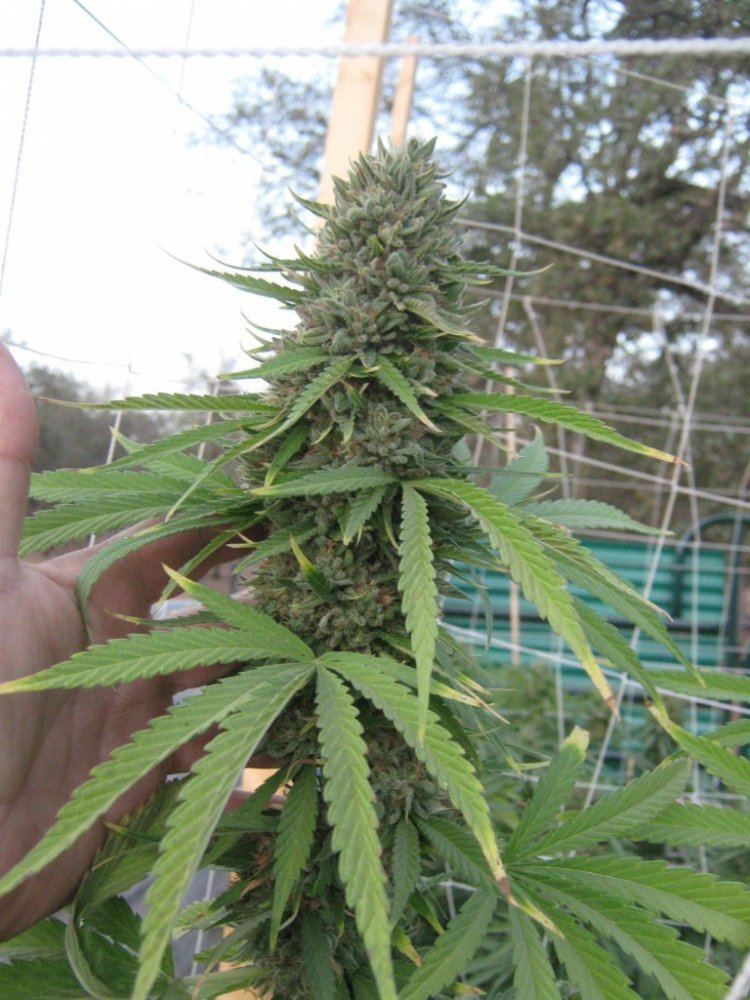 Rockcandy4cola10 2