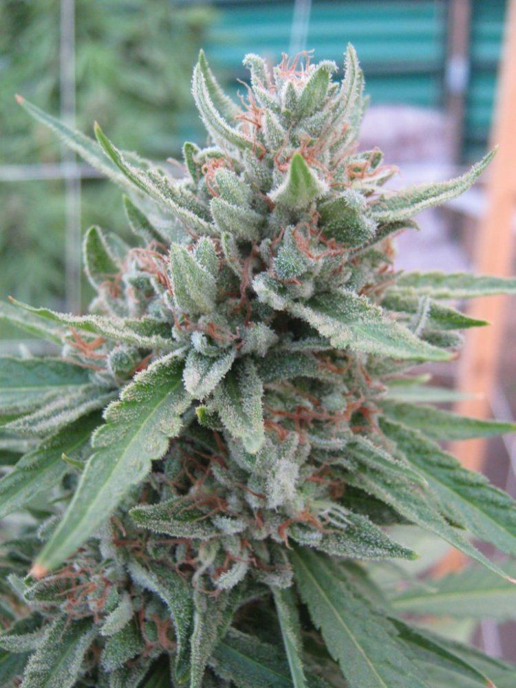 Rockcandy5 10 5