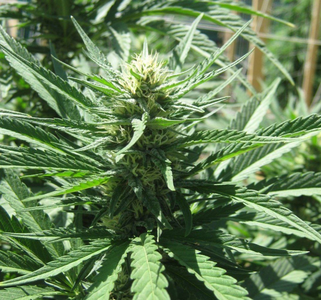 Rockcandy5bud8 24