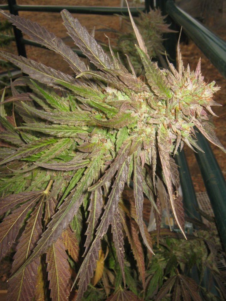 Rockcandy7 10 12