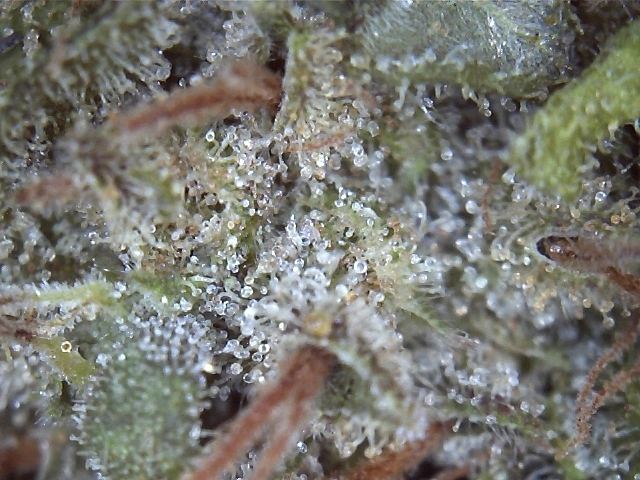Rockcandy10 9