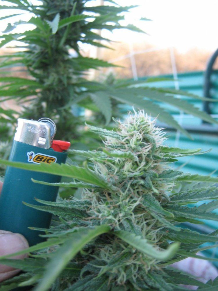 Rockcandybicbuds9 4