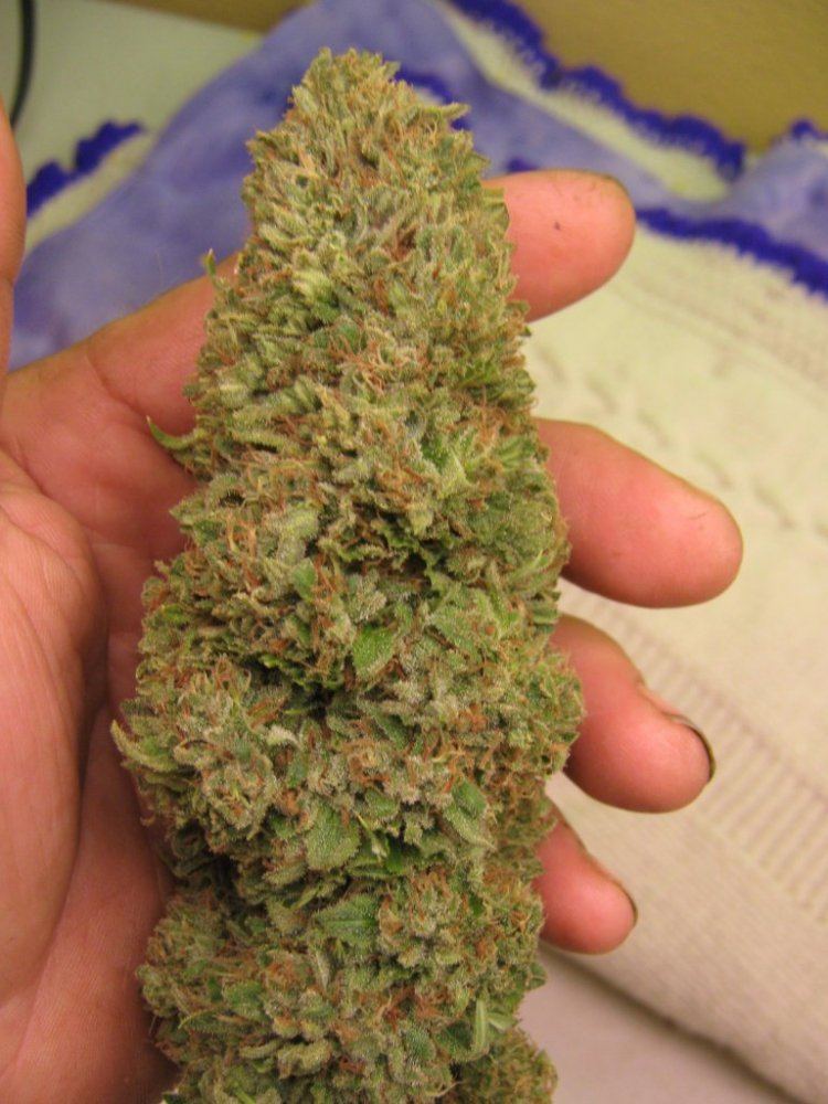 Rockcandybud10 1