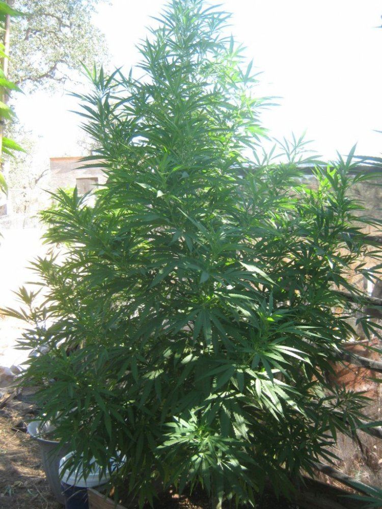 Rockcrosstree715