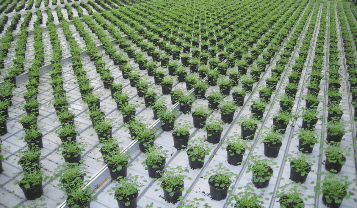 Rocket Farms Inc02