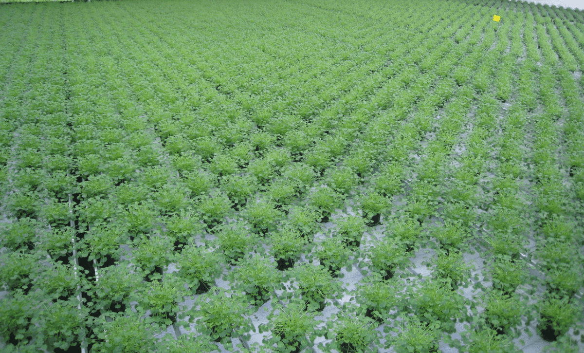 Rocket Farms Inc03