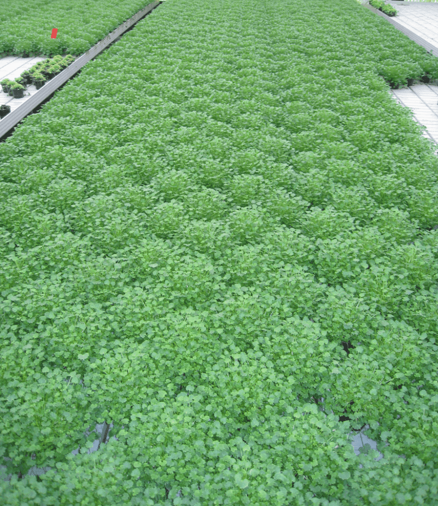 Rocket Farms Inc04