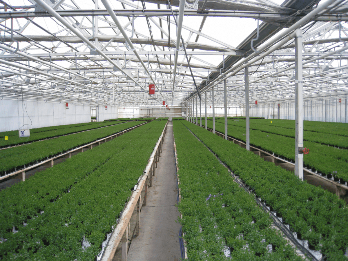 Rocket Farms Inc05