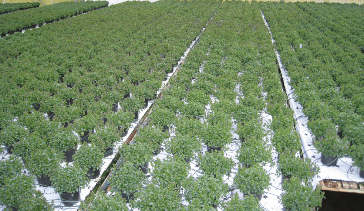 Rocket Farms Inc06