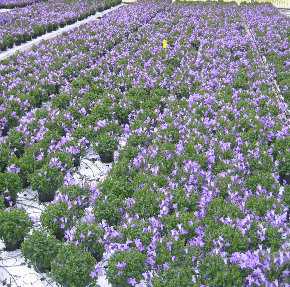 Rocket Farms Inc07