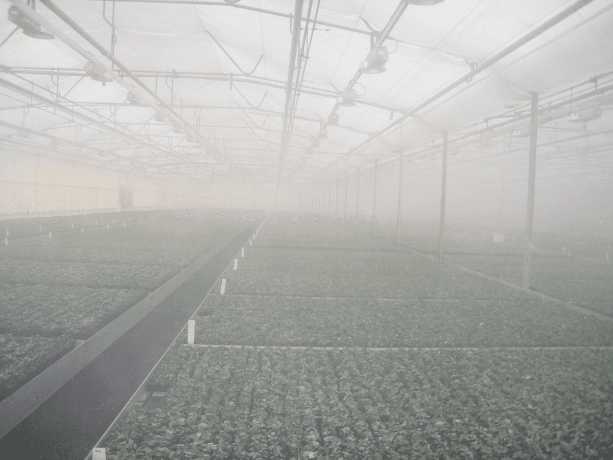 Rocket Farms Inc08