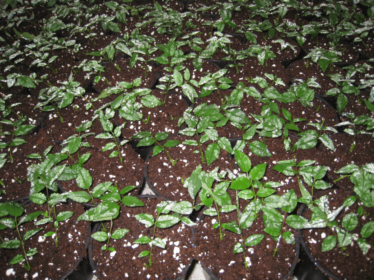 Rocket Farms Inc09