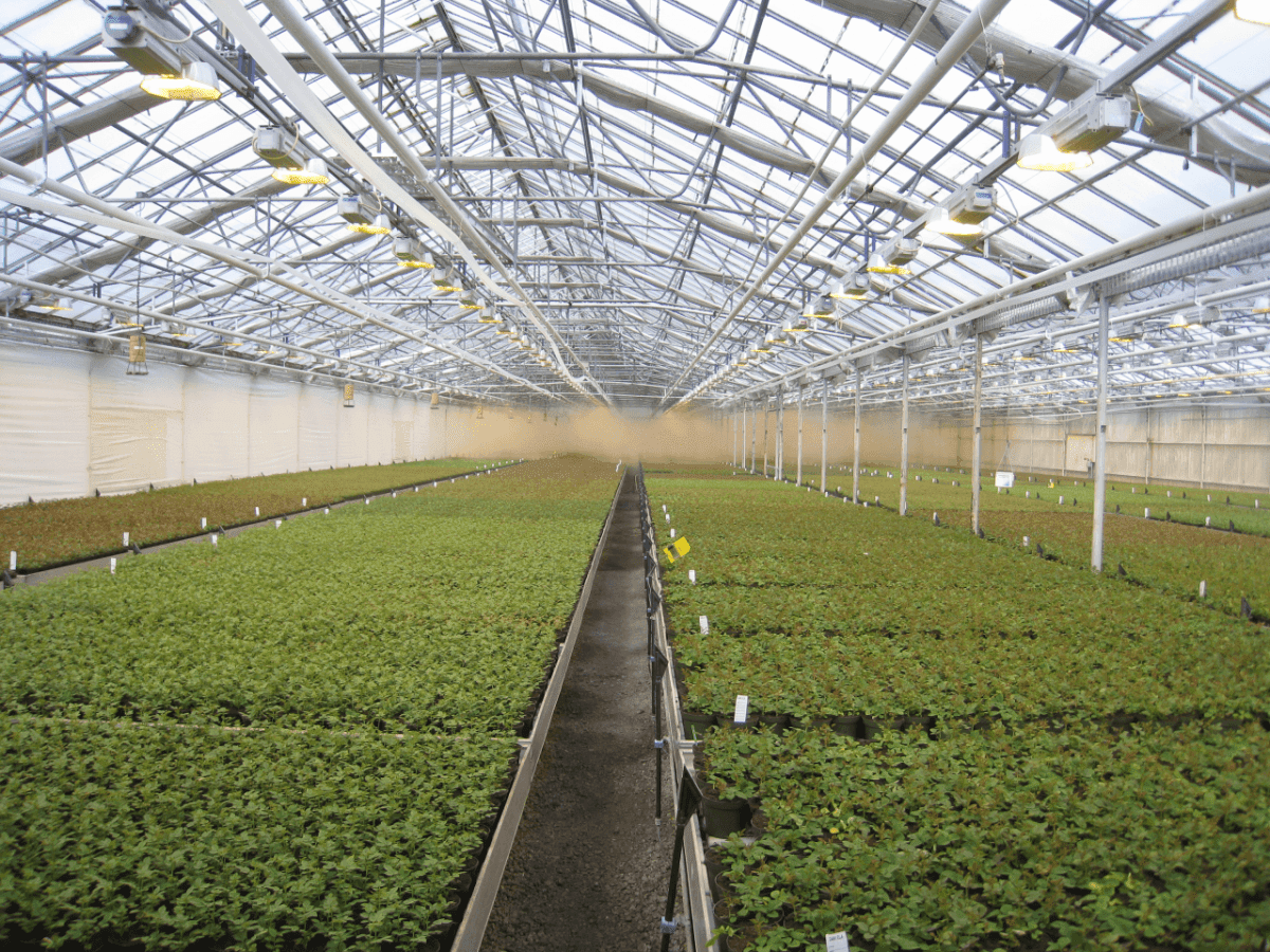 Rocket Farms Inc10