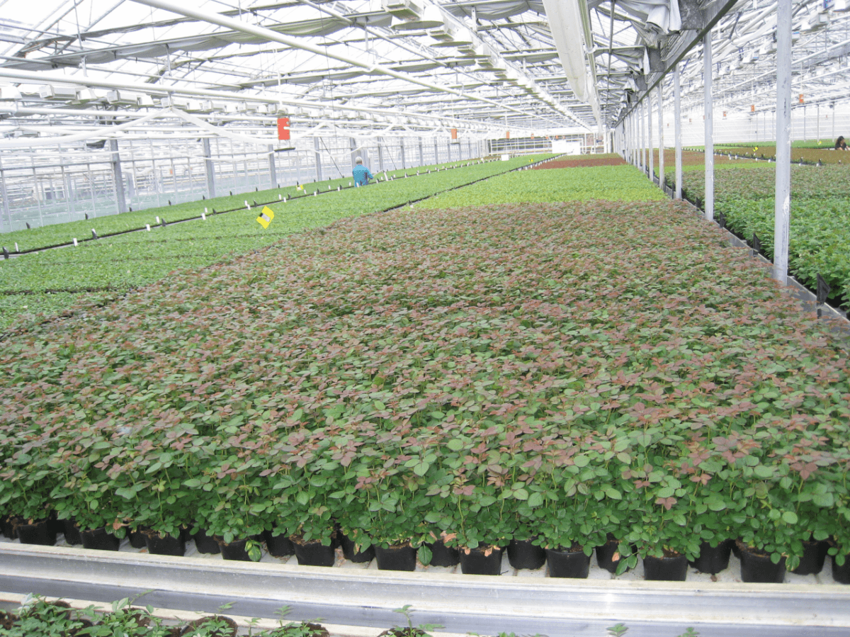Rocket Farms Inc11