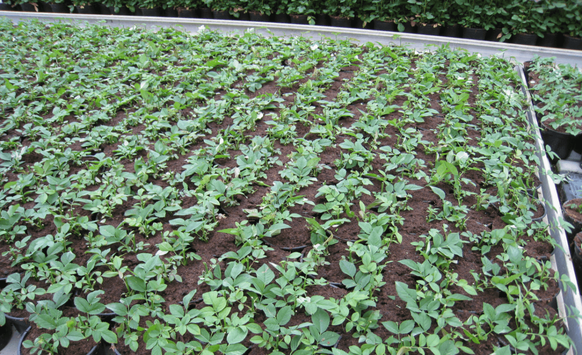 Rocket Farms Inc12