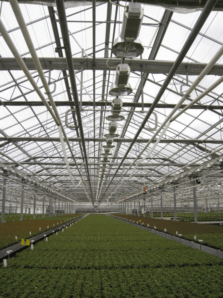 Rocket Farms Inc13