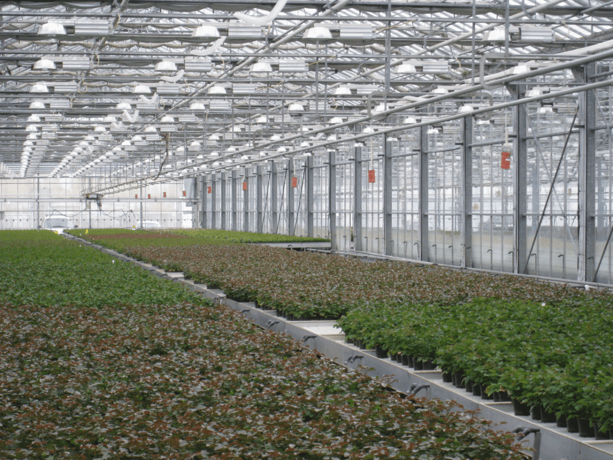 Rocket Farms Inc14
