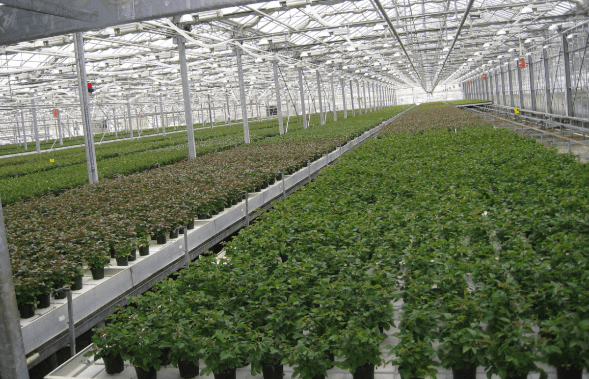 Rocket Farms Inc15
