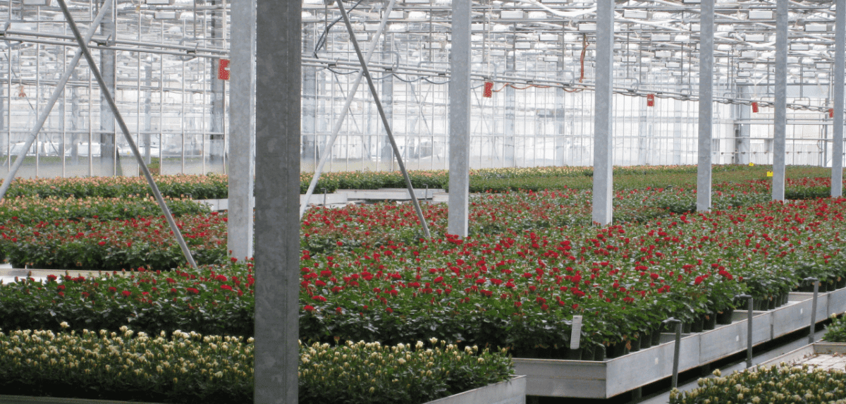 Rocket Farms Inc17