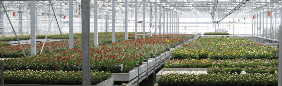 Rocket Farms Inc18