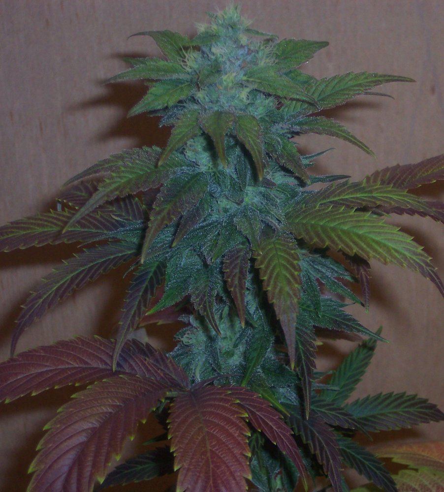 Rocky mountain high2