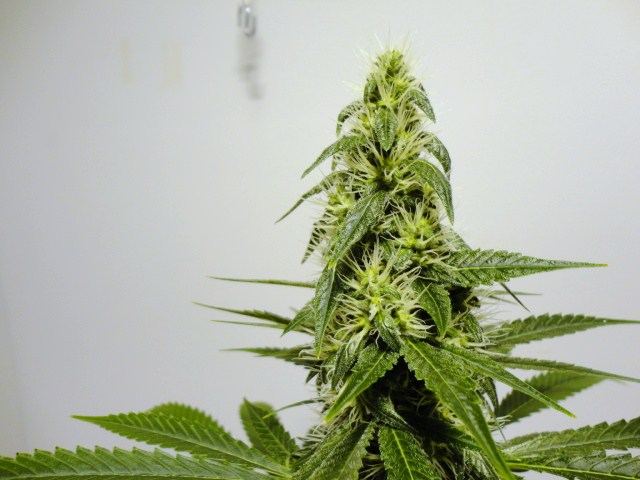 ROCs O x P week 5