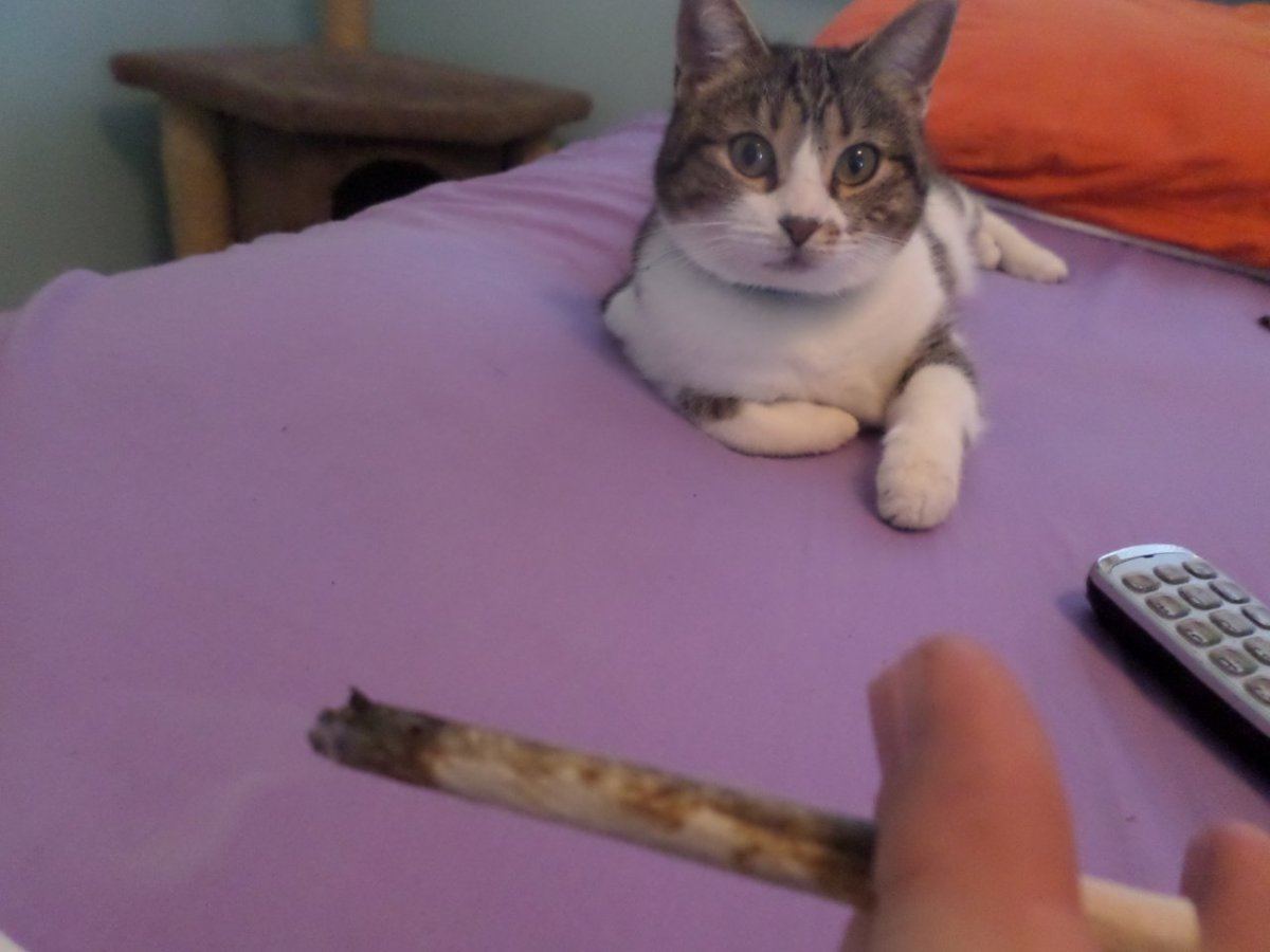 Rollin with tips 7