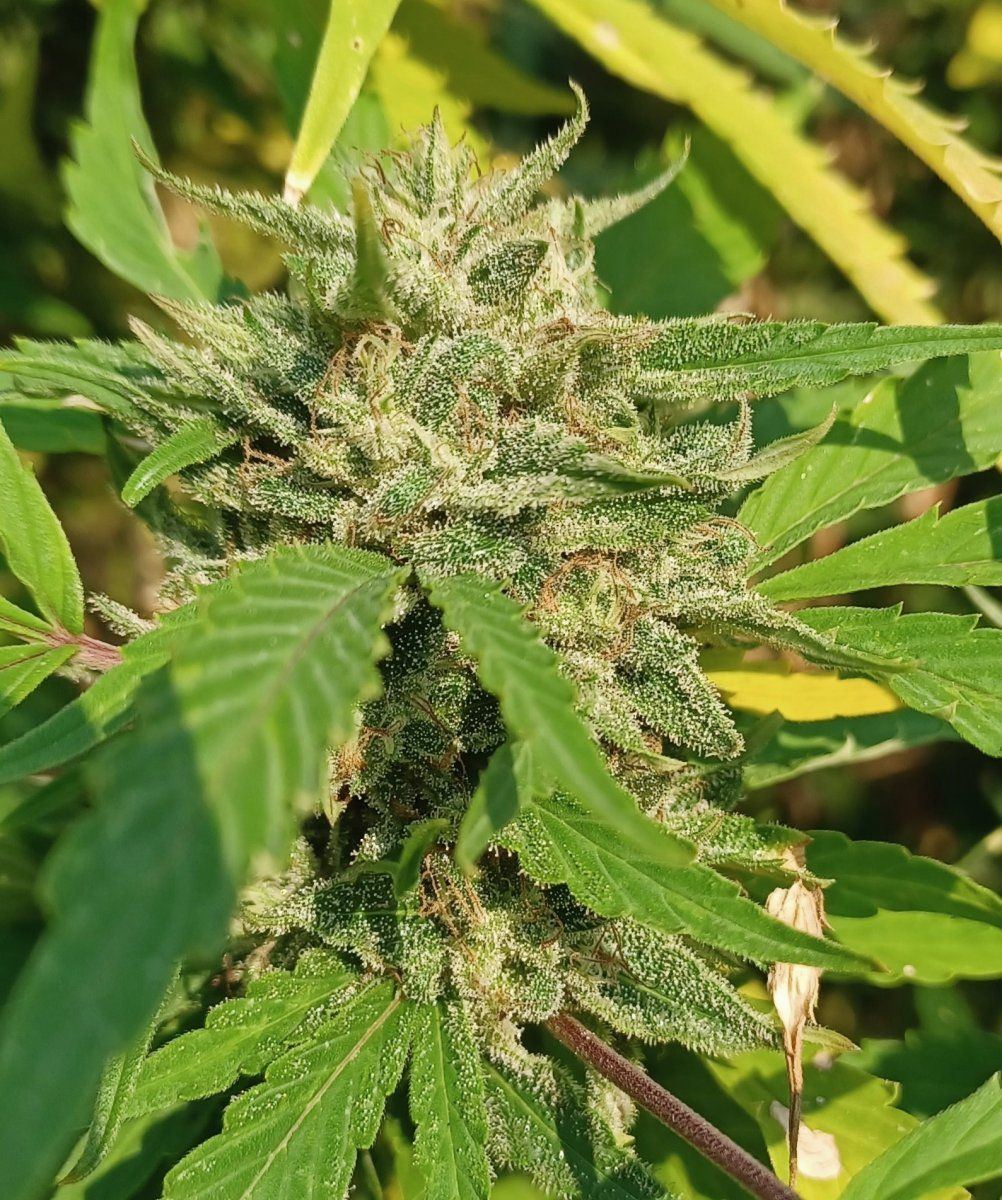 Romulan 4a