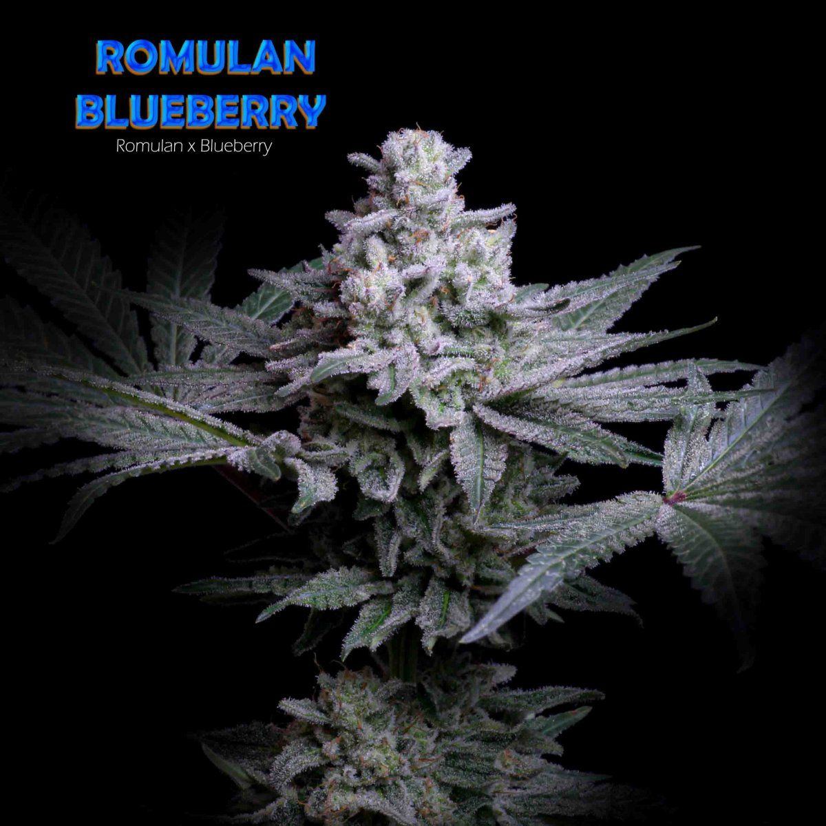 Romulan Blueberry   Title