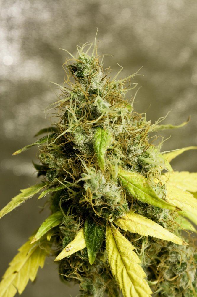 Romulan D 65