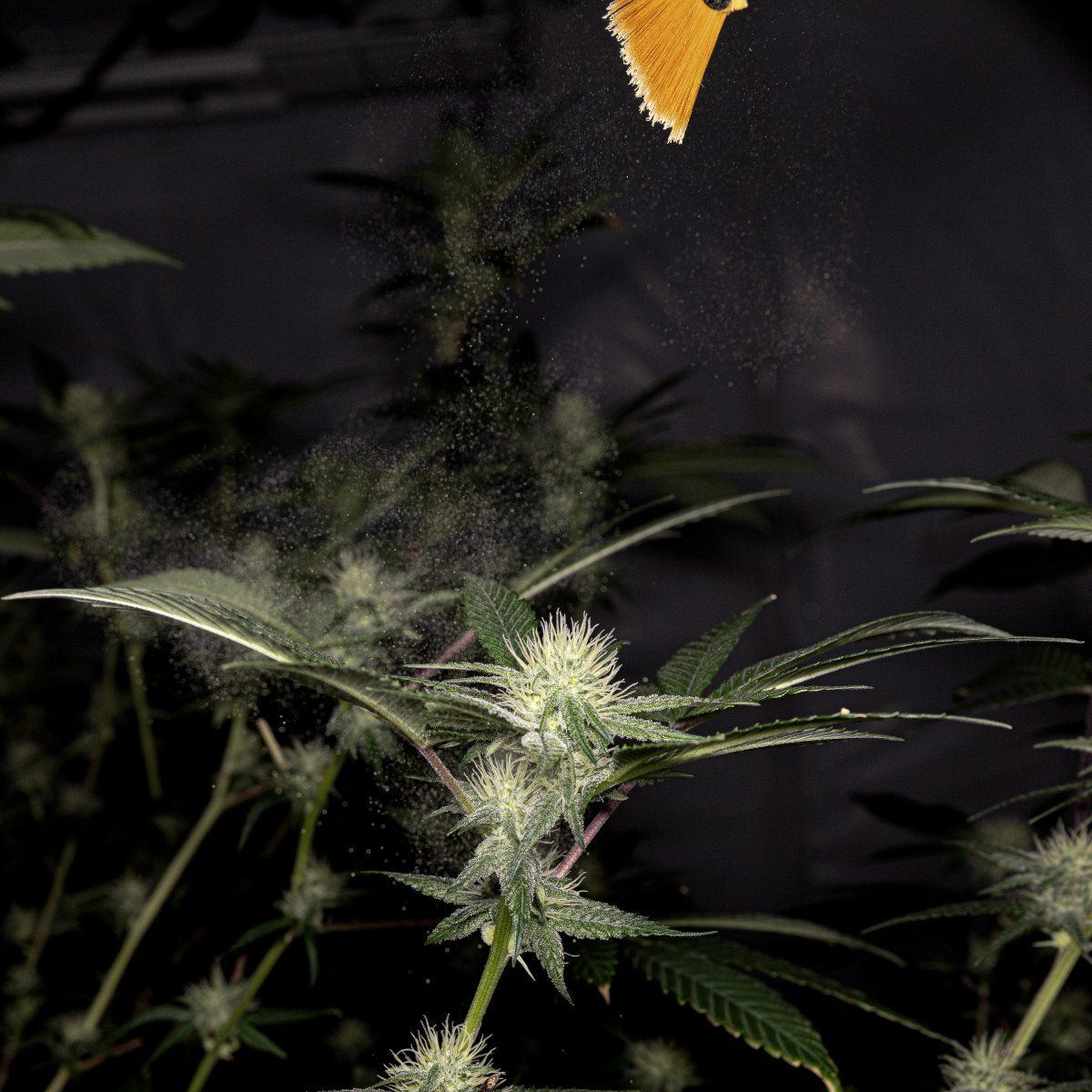 Romulan NYCSD pollination 2 copy