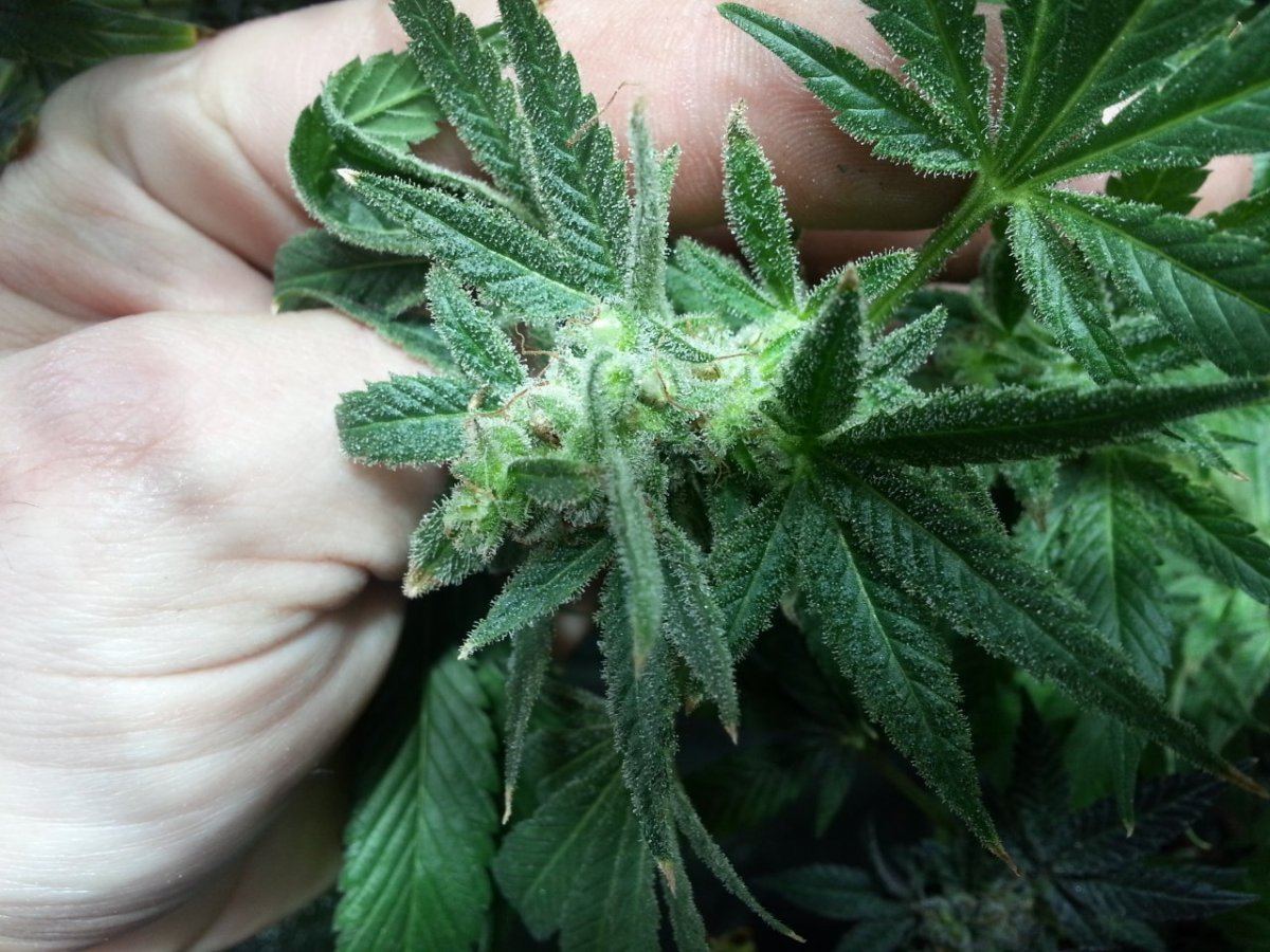 Romulan seeded MiS