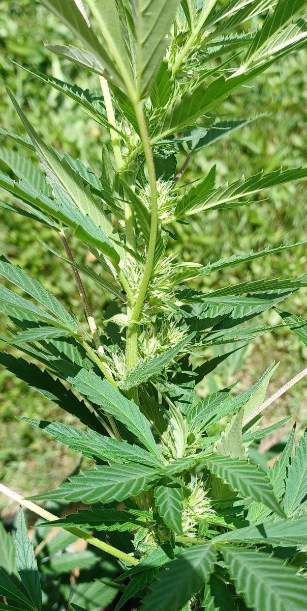 Romulan Warp Drive bud