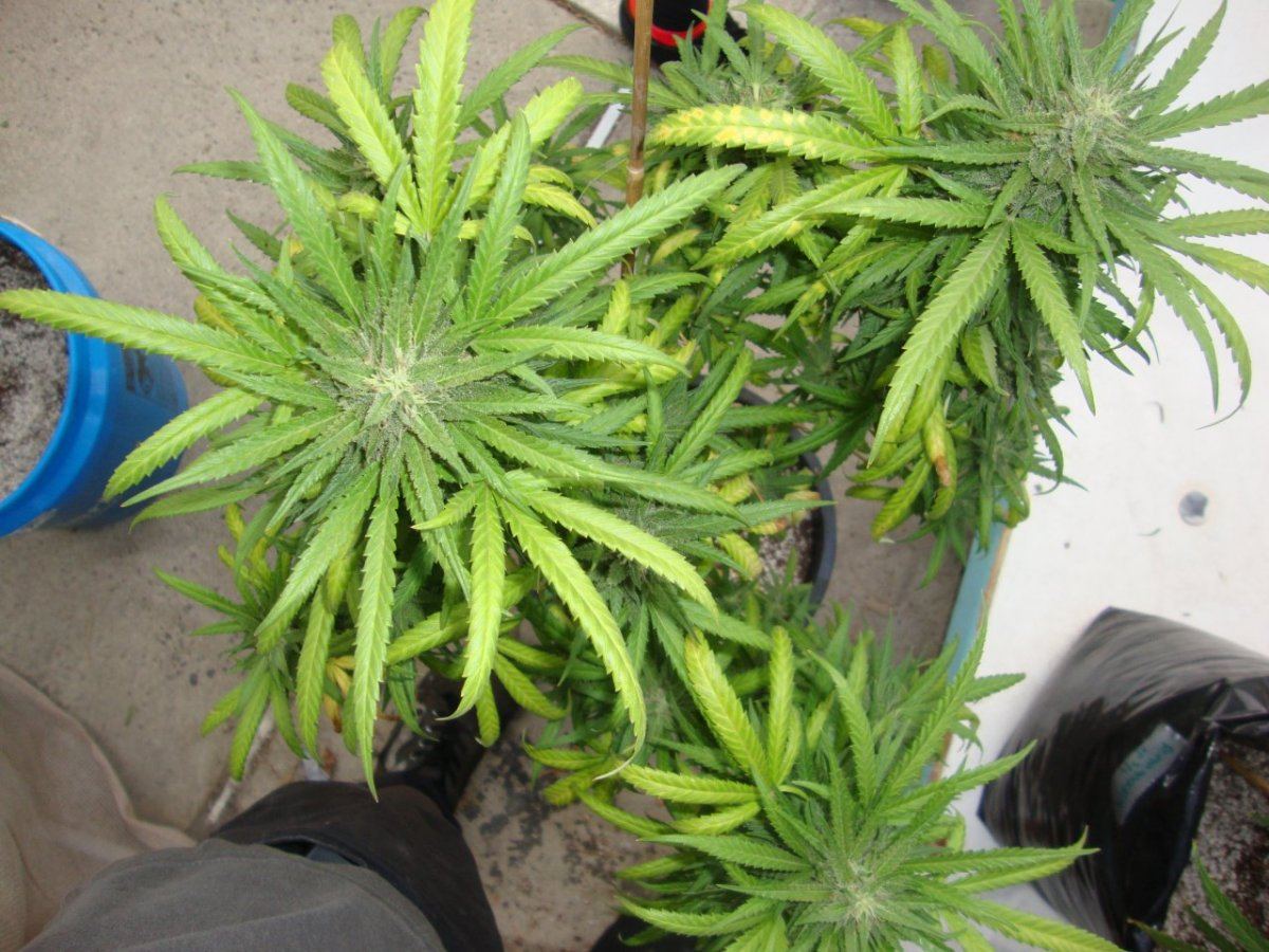 Romuloxxx6topdownwk6