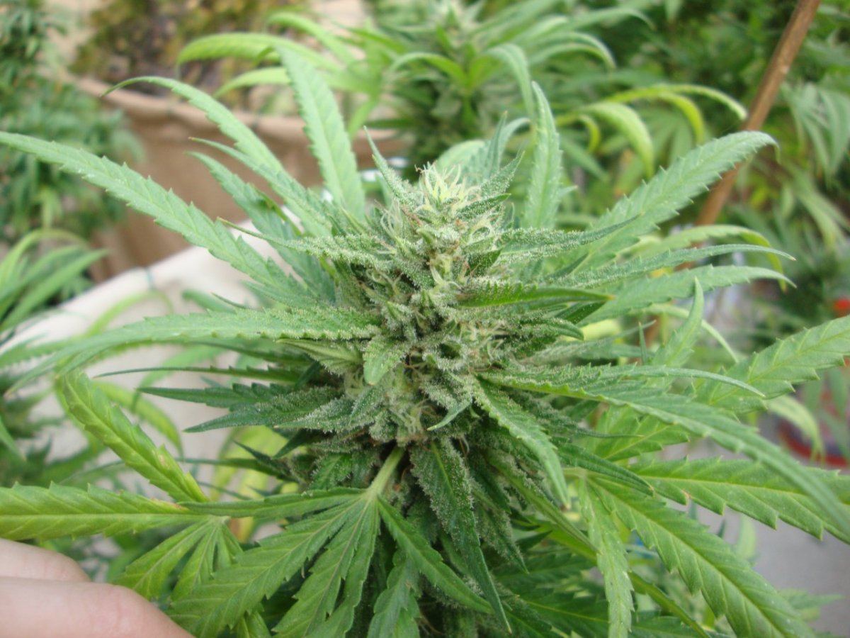 Romuloxxx6topwk6 2