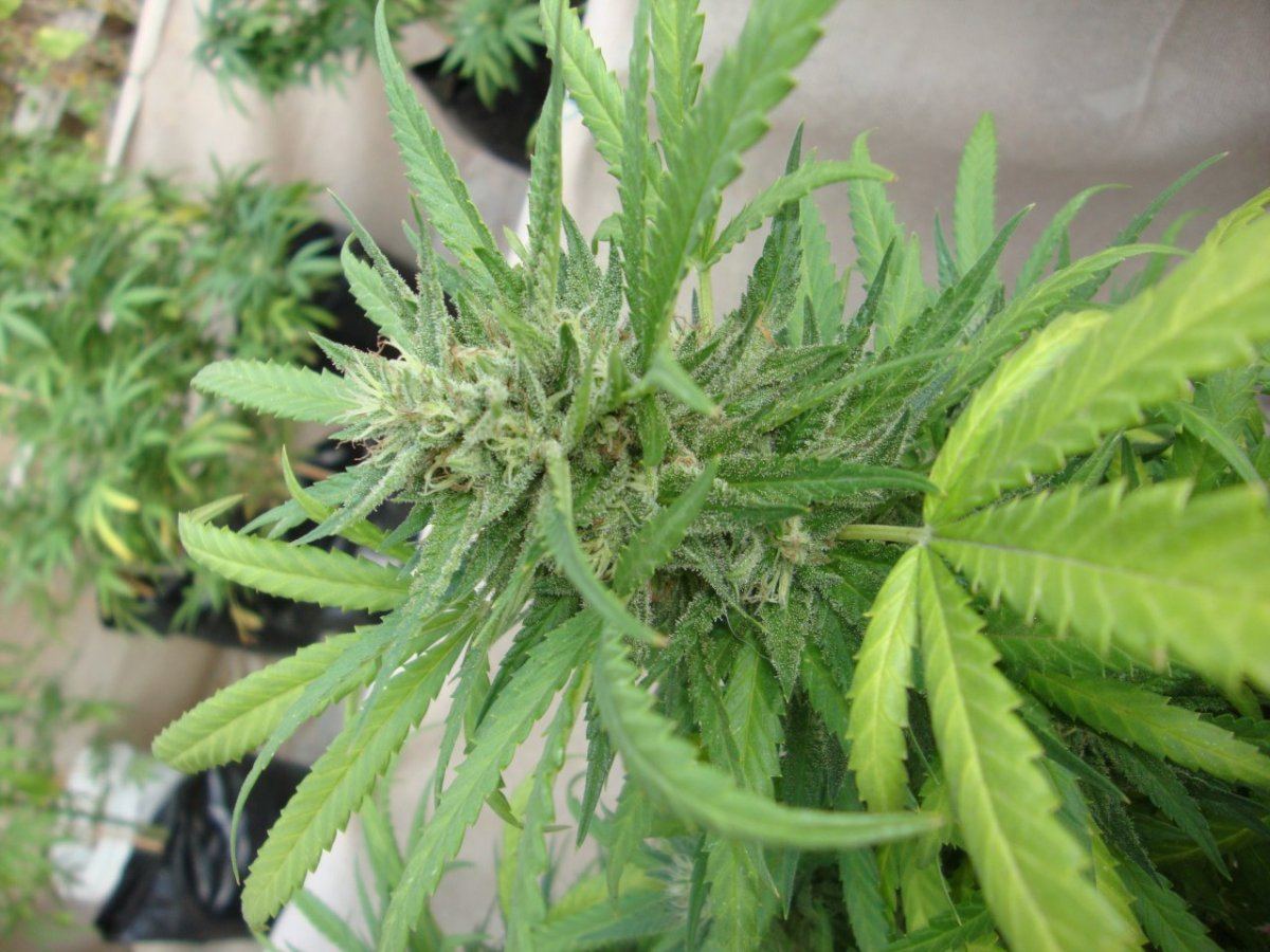 Romuloxxx6topwk6