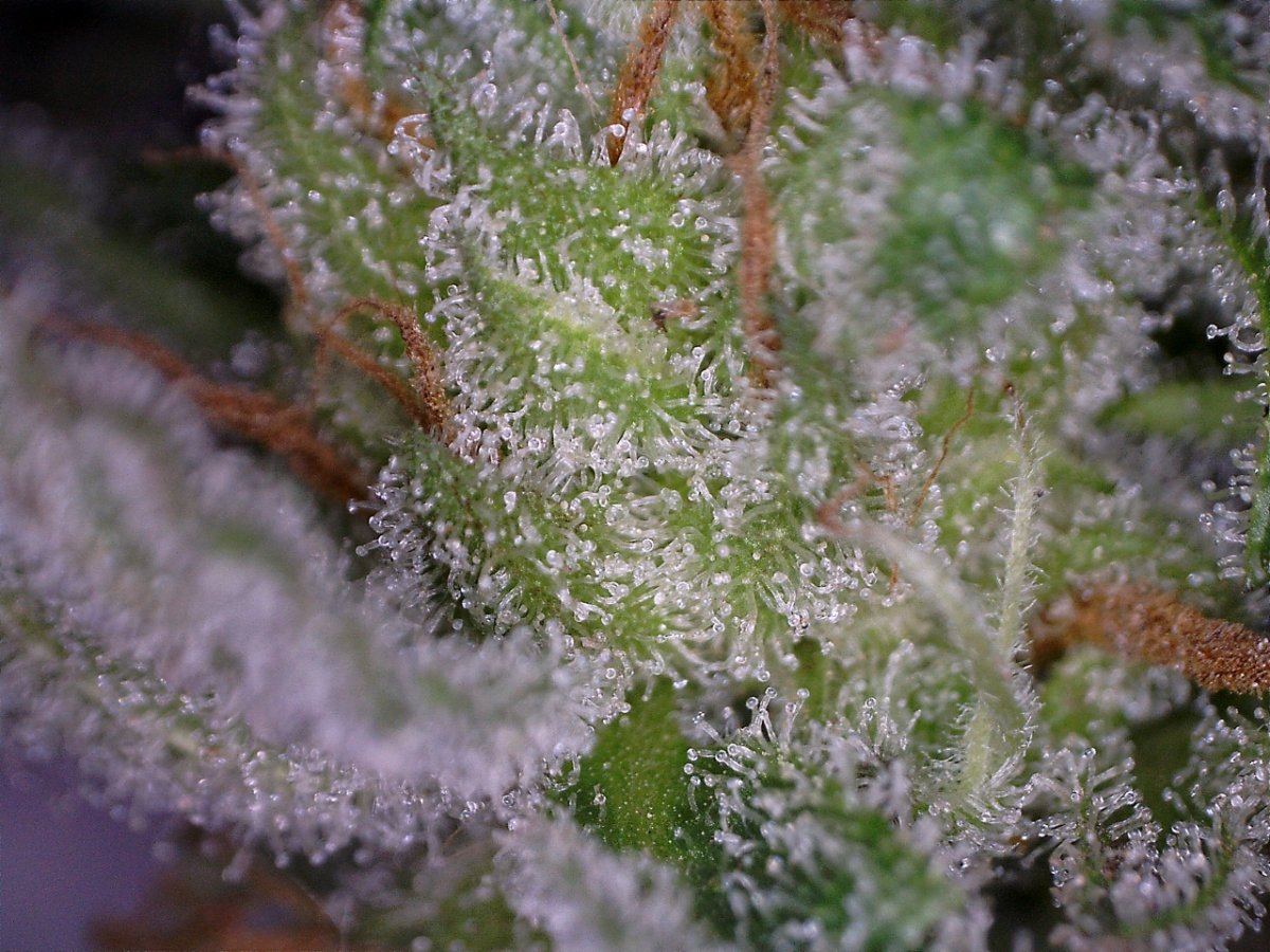 Romxxx4macro 120 2