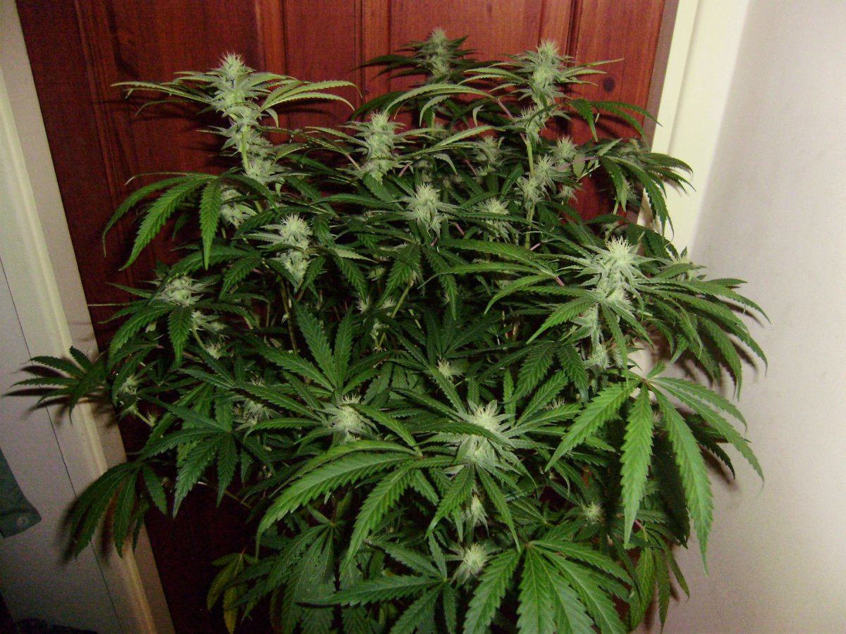 Room shots 004