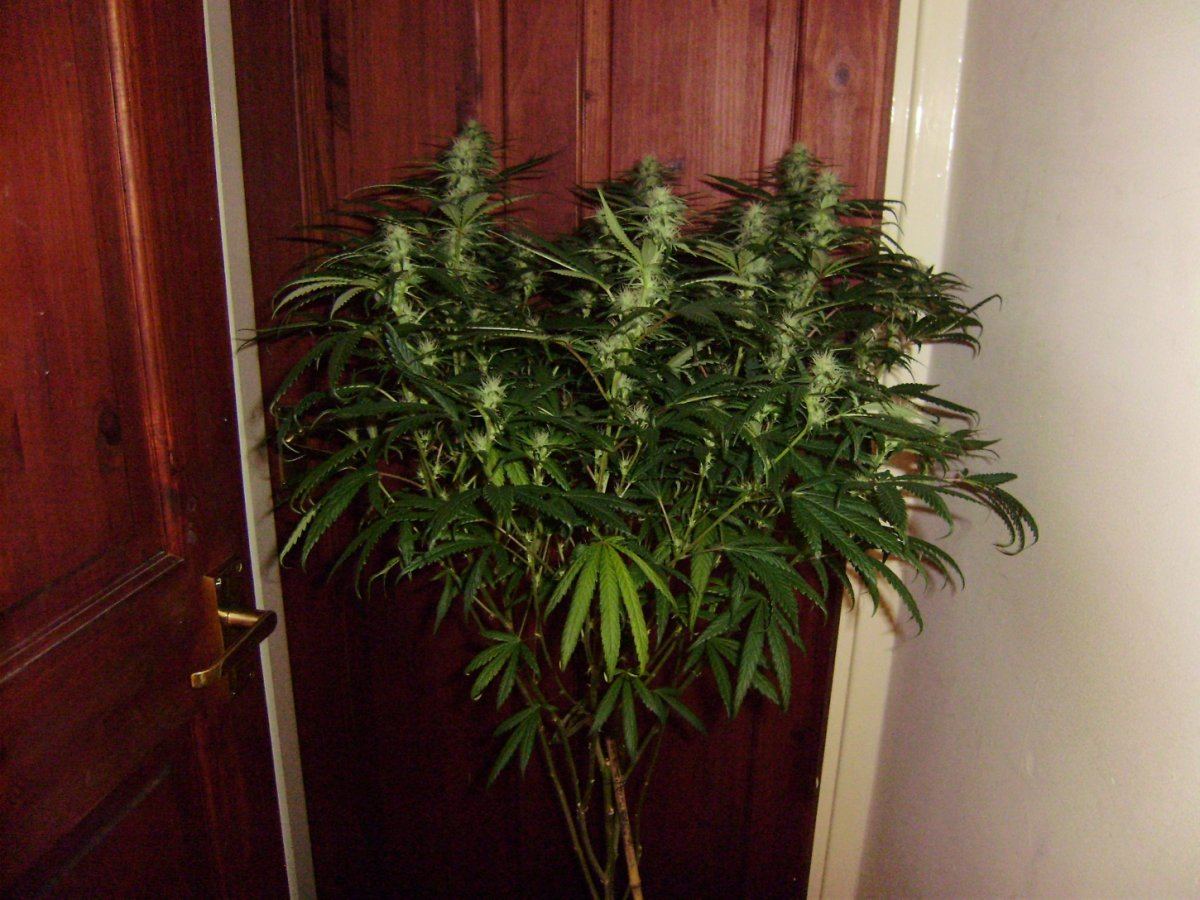 Room shots 010