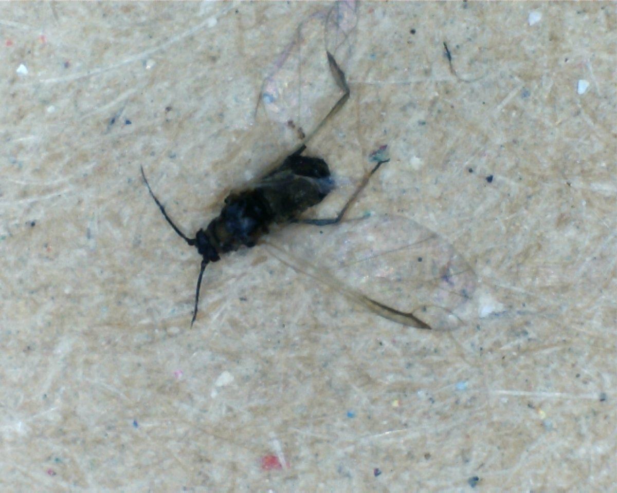Root aphid winged