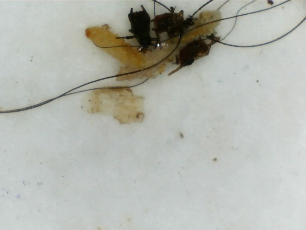 Root aphids by hair