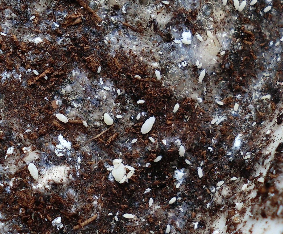 Root bugs1