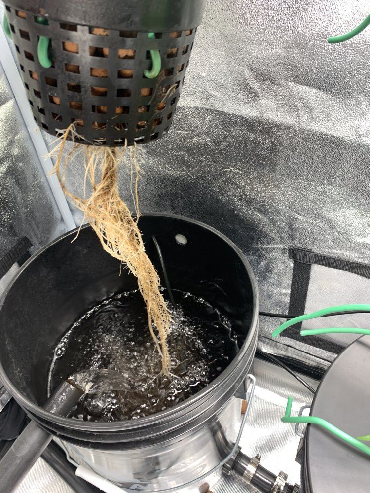 Root issues 2