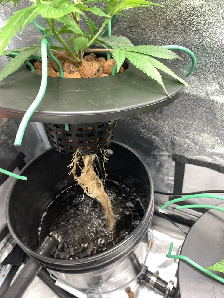 Root issues 3