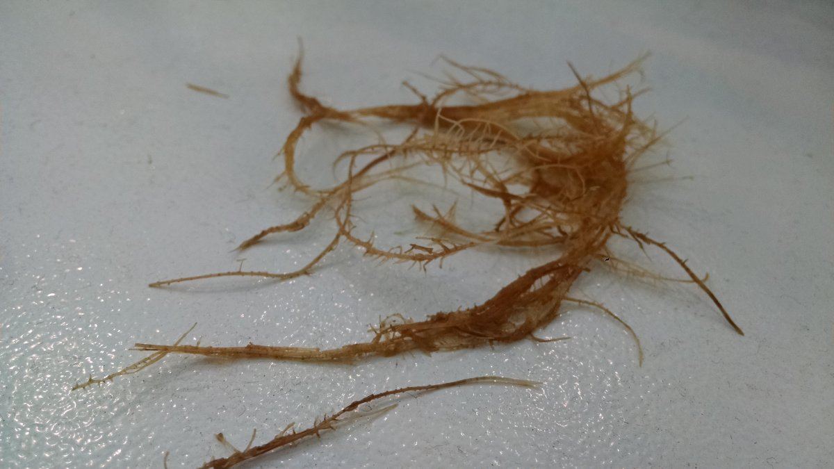 Root issues 3