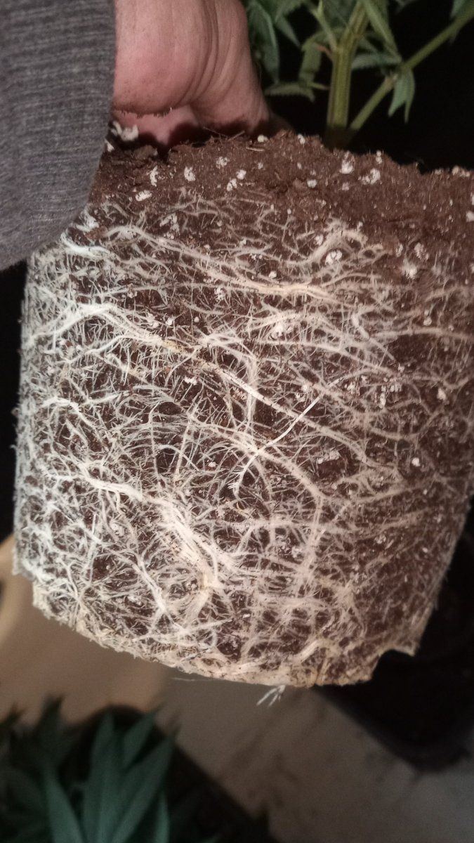 Root