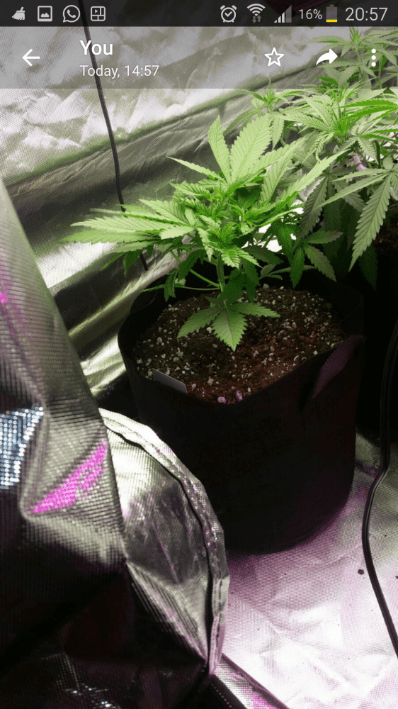 Root over grow pot 2