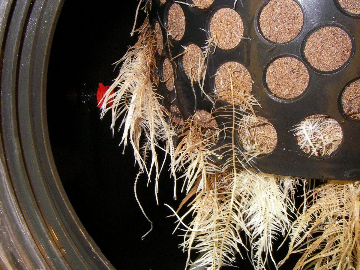 Root rot in low pressure aeroponics 2