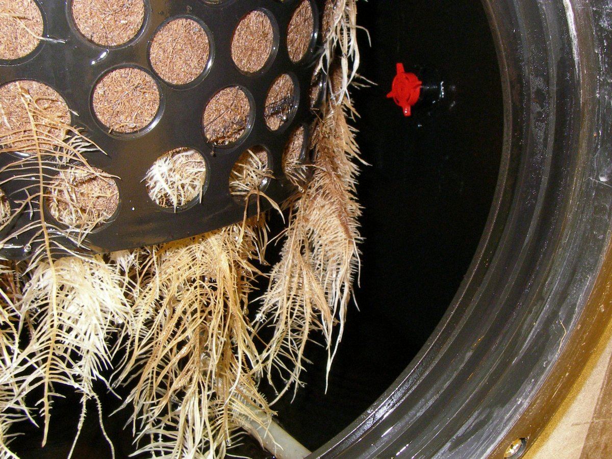 Root rot in low pressure aeroponics 3