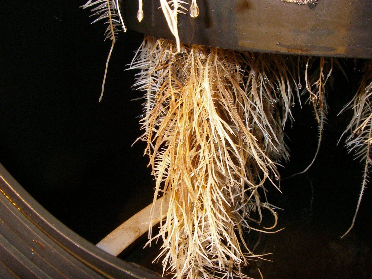 Root rot in low pressure aeroponics 4